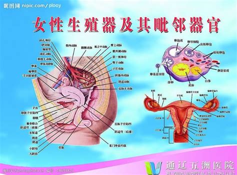 女性生殖器|女性生殖系統